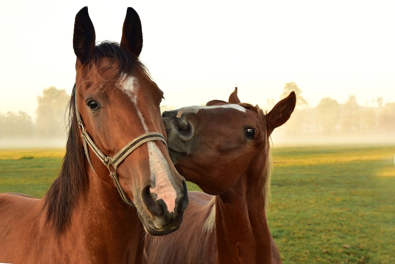 Pferdegestützter Familiencoach